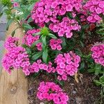 Dianthus barbatus অভ্যাস