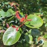 Acokanthera schimperi Blatt