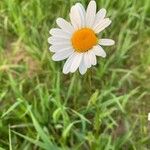 Leucanthemum ircutianum Квітка