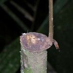Ocotea dendrodaphne Otro