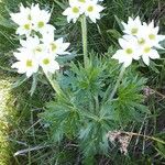 Anemone narcissiflora 整株植物