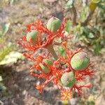 Jatropha podagrica Плод