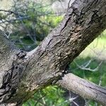 Juglans californica Bark