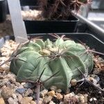 Echinocactus texensis 葉