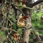 Aristolochia californica Fiore