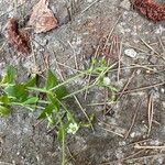 Cerastium nutans Blüte