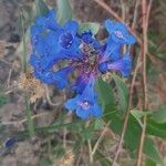 Penstemon nitidus Λουλούδι