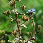 Veronica acinifolia Owoc