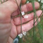 Retama monosperma Flower