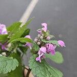 Lamium maculatum Květ