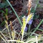 Carex oshimensis Blüte