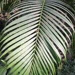 Pteris vittataFolha