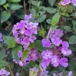 Lantana montevidensisLeht