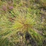 Carex appropinquata Hábito