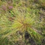 Carex appropinquata Habitus