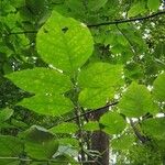 Fraxinus americanaLeaf