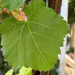 Vitis vulpinaFolha