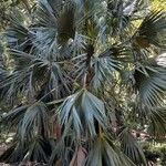 Livistona chinensis Hábitos
