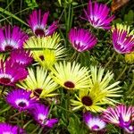 Dorotheanthus bellidiformis Flor