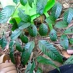 Leea guineensis पत्ता