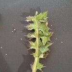 Cirsium acaulon 葉