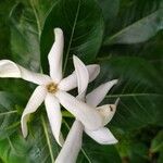 Gardenia taitensis 花