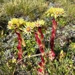 Sempervivum grandiflorum