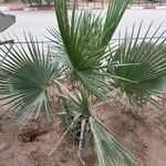 Washingtonia robusta অভ্যাস