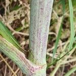 Conium maculatum Bark