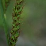 Carex melanostachya Flor