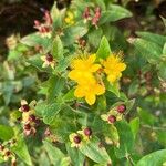 Hypericum hircinum Flors