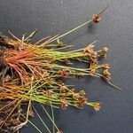 Juncus capitatus Flor