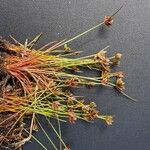 Juncus capitatus Квітка