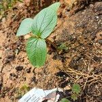 Synedrella nodiflora Лист
