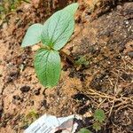 Synedrella nodiflora Leaf