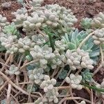 Sedum mendozae 叶