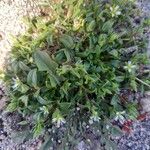 Cerastium diffusum Habitat