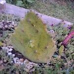 Opuntia humifusa ഇല