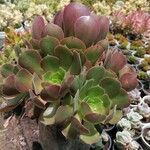 Aeonium arboreumList