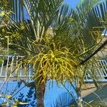 Dypsis decaryi Лист