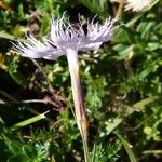 Dianthus hyssopifolius Blüte