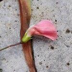 Lathyrus nissolia 花