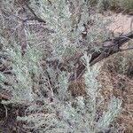 Artemisia tridentata 整株植物