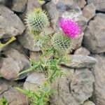 Cirsium echinatum 花