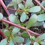 Portulaca oleracea പുറംതൊലി