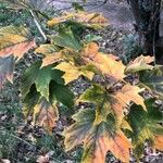 Acer diabolicum Folha