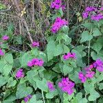 Lunaria annuaFloare