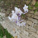 Solanum laxumFlower