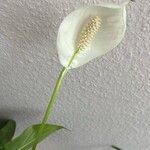 Spathiphyllum wallisii Flor