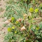 Matricaria discoideaFlower